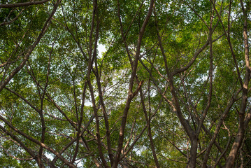 Tree branches in the forest. Nature background. View from below.