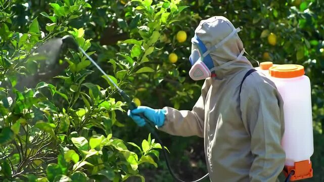 Spray ecological pesticide. Farmer fumigate in protective suit and mask lemon trees. Man spraying toxic pesticides, pesticide, insecticides