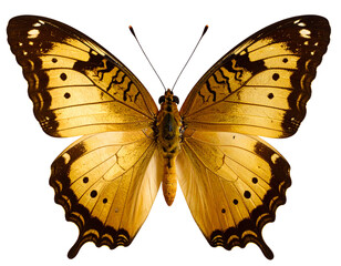 Untitled design - Golden Butterfly with Metallic Sheen, isolated on a transparent background