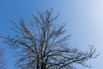 Bare branches of a tree without leaves with background of blue sky. Nature landscape spring concept