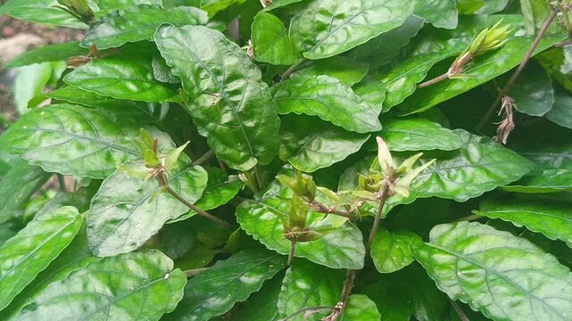 Natural Motion of Keji Beling Foliage &ndash; Herbal Remedy Plant in the Garden