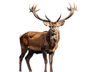 Untitled design - Graceful Deer with Antlers Standing in a Misty Forest, isolated on a transparent background