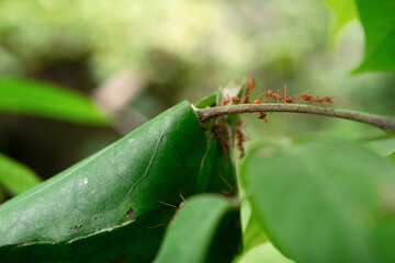 Swarms of ants emerge from their leaf nests when they sense danger. Animals in nature