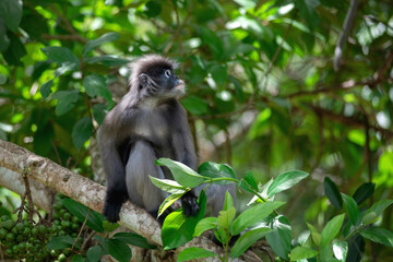 Young monkey sitting on tree branch in the morning sunlight. Dusky Langur in tropical forest in Thailand