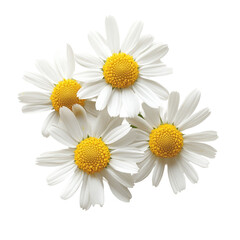 Fototapeta premium Four white daisies with yellow centers on black background isolated on a transparent background