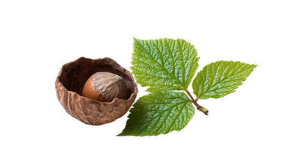 a nut shell with a leaf on a white background