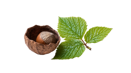 a nut shell with a leaf on a white background