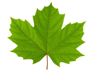 Untitled design - Single Green Leaf with Detailed Veins, isolated on a transparent background