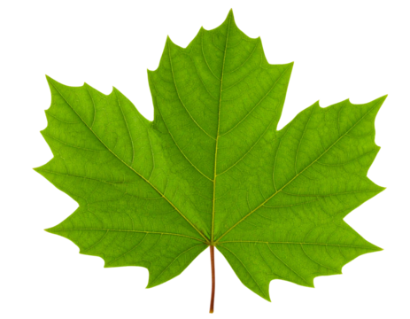 Untitled design - Single Green Leaf with Detailed Veins, isolated on a transparent background