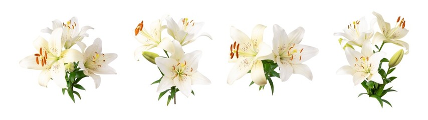 Cut out collection of white lily flowers with green leaves and buds isolated on background. With clipping path. Beautiful bouquets of lilies, flowers for design, postcards, congratulations
