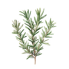 Obraz premium watercolor of A Rosemary Plant, vector, isolated on a white background.