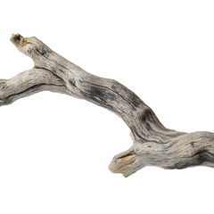 Fototapeta premium Weathered Driftwood Branch Isolated Black Background isolated on a transparent background