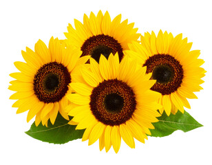 Bundle of Three Sunflowers with Green Leaves, Transparent PNG.