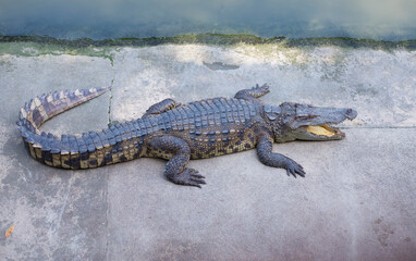 Crocodile is a large freshwater crocodile native to Southeast Asia.