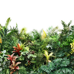 Fototapeta premium Lush Tropical Greenery Vibrant Foliage Exotic Plants isolated on a transparent background