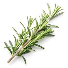 Fototapeta premium A fresh Rosemary is centrally displayed on a pure white background.