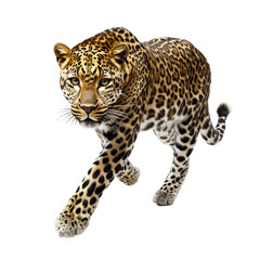 Obraz premium Majestic Leopard Walking Towards Viewer Black Background Wildcat Predator isolated on a transparent background