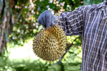 Durian, A farmer holding a fresh durian fruit with gloves in a tropical orchard, Durian farmer holding durian, Agricultural harvest concept with focus on exotic Asian fruit in natural environment