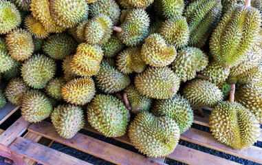 durian, a large pile of durian, fresh durians stacked together, durian tropical fruit market concept, seasonal produce, agriculture, and export product of asia