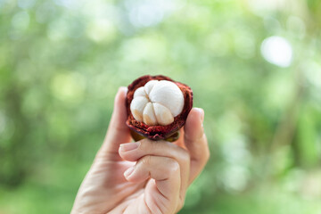 Mangosteen, Hands peeling a fresh mangosteen harvested from the garden, showing its white flesh clearly, Tropical fruit picking concept with natural garden background