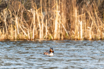 The waterfowl bird Great Crested Grebe swimming in the calm lake