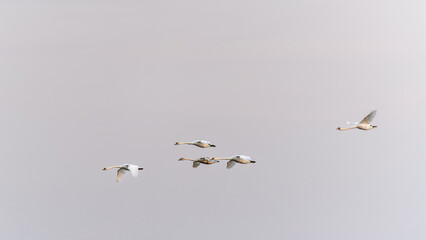 Flying swans. Blue sky background. Swans: Mute Swan. Cygnus olor. Flock of swans gliding gracefully through the morning sky at dawn.