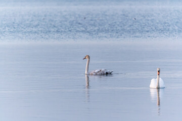 Two Graceful white Swans swimming in the lake, swans in the wild