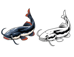 Hand Drawn Illustration of Catfish Isolated with black and white version