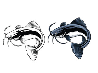 Hand Drawn Illustration of Catfish Isolated with black and white version