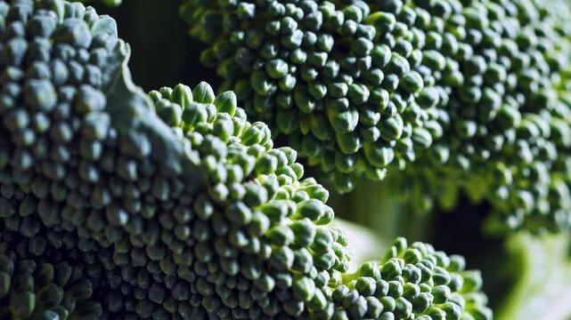Closeup of fresh broccoli texture with dynamic light shifts and detailed green patterns