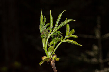 Red-berried Elder branch