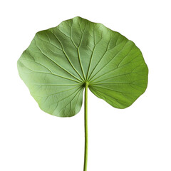 Fototapeta premium Single Lotus Leaf on Black Background Botanical Beauty Nature Photography Green Leaf isolated on a transparent background