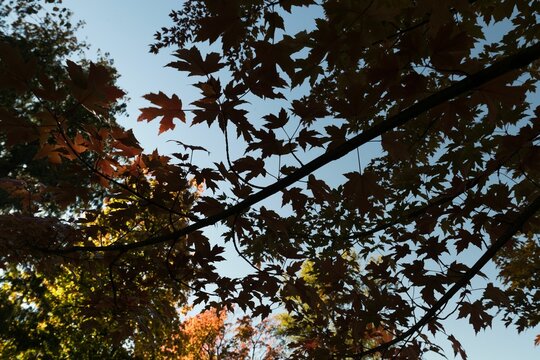 Fototapeta Branch of maple leaves in autumn
