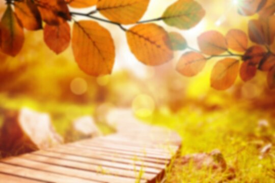 Fototapeta Leaves by boardwalk in autumn