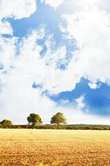 Blue sky over golden field