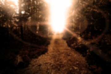 Sunlight over walkway amidst trees