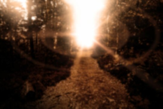 Fototapeta Sunlight over walkway amidst trees