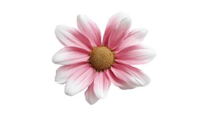a pink flower with white petals on a white background