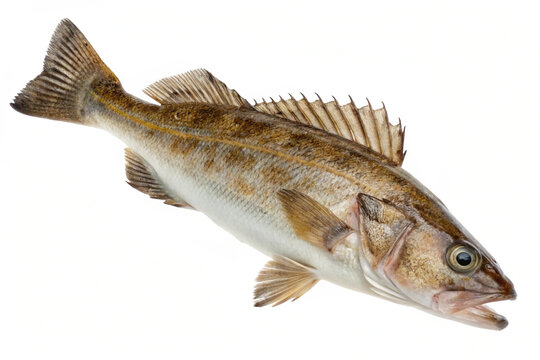 A high-resolution PNG image of a greenling fish, isolated on a clean white transparent background.