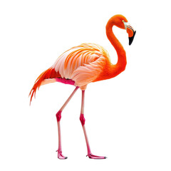 Obraz premium Vibrant flamingo on black background exotic bird profile view isolated on a transparent background