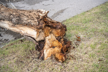 Tree blown over during storm in a car park