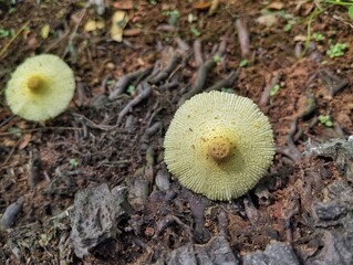 Yellow parasol mushroom (Leucocoprinus birnbaumii) growth on dead tree