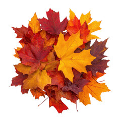 Fototapeta premium Autumn Maple Leaves Colorful Fall Foliage Nature Background isolated on a transparent background