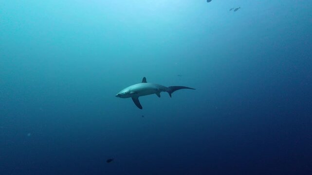 Maratua, Indonesia: Underwater footage of a thresher shark in the Kakaban scuba diving site in Maratua in Derawan islands in Indonesia Kalimantan province.