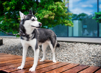 A dog of the mini husky breed stands on a bench against a background of green trees. An Alaskan klee kai looks attentively to the side. The photo is blurred and horizontal