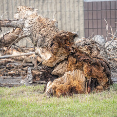 Tree blown over during storm in a car park
