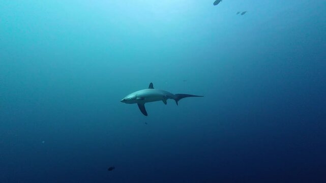 Maratua, Indonesia: Underwater footage of a thresher shark in the Kakaban scuba diving site in Maratua in Derawan islands in Indonesia Kalimantan province.