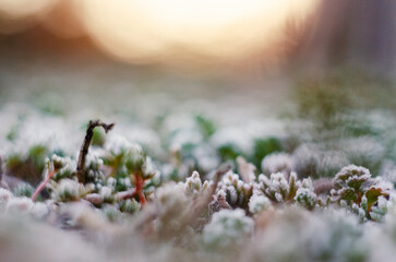 Frost-covered plants in the morning sunlight