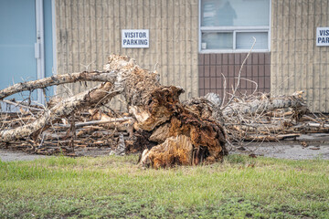 Tree blown over during storm in a car park