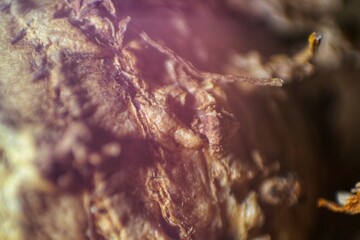 Macro close-up of an organic surface with rough textures and earthy tones